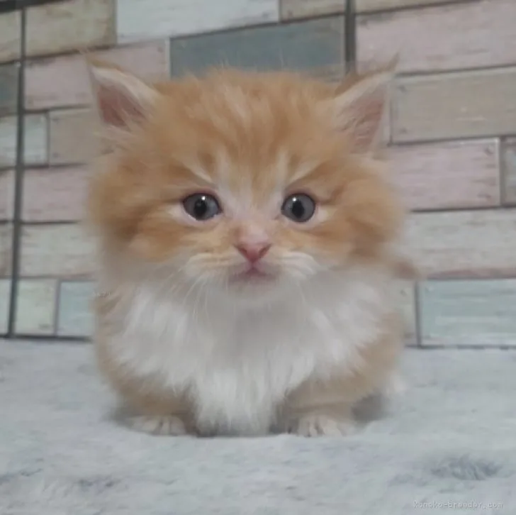 ID：2311-00010の子猫