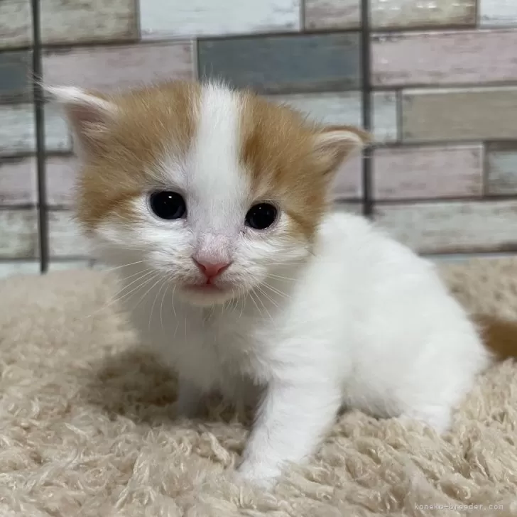 ID:2403-00991の子猫