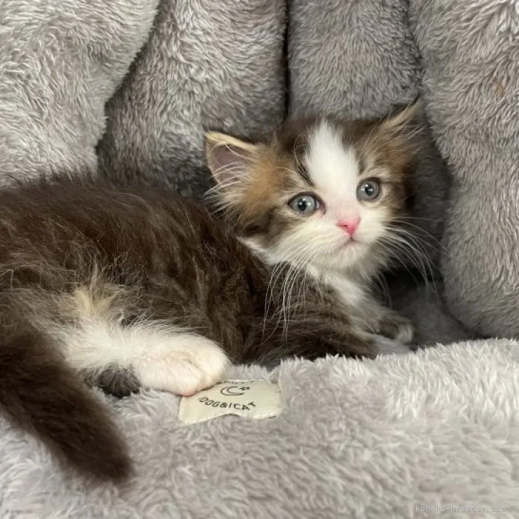 ID：2309-02098の子猫