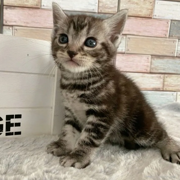 ID:2308-02368の子猫