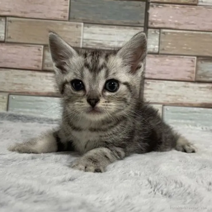 ID：2306-03461の子猫