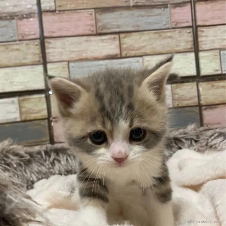 ID：2206-03472の子猫