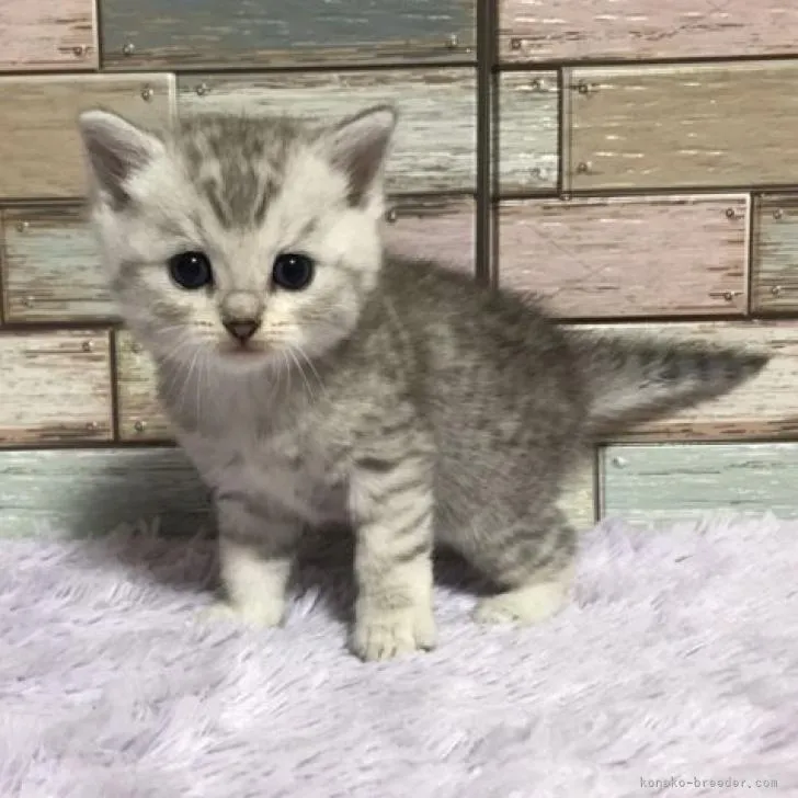 ID:2211-00839の子猫