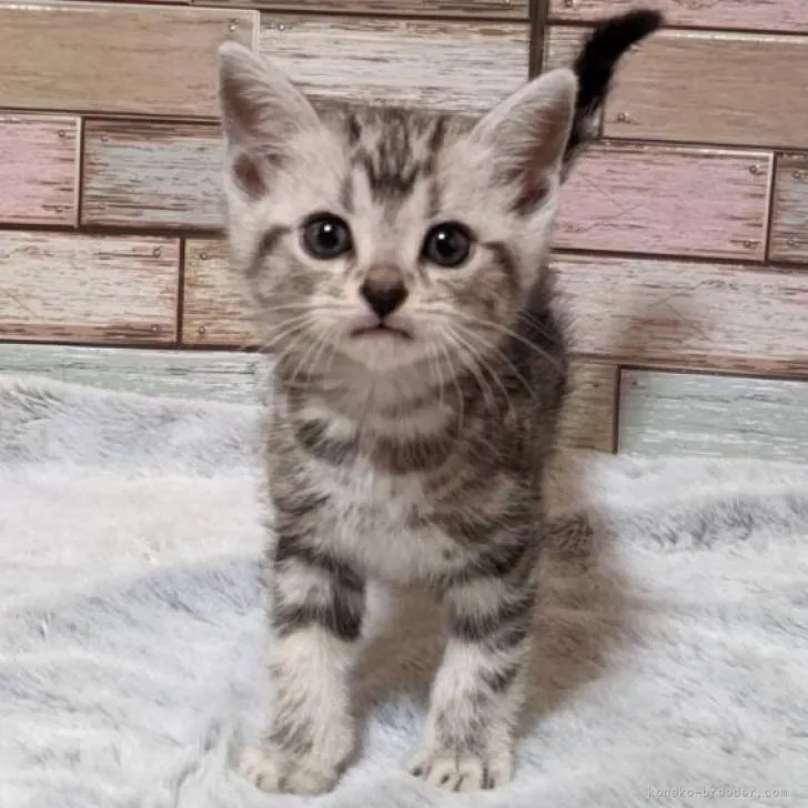 ID：2207-00148の子猫