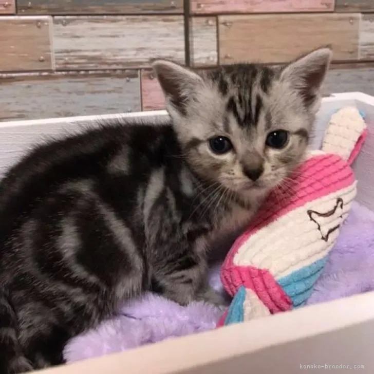 ID：2206-03105の子猫