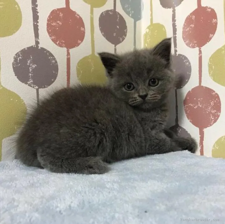 ID:2208-02560の子猫