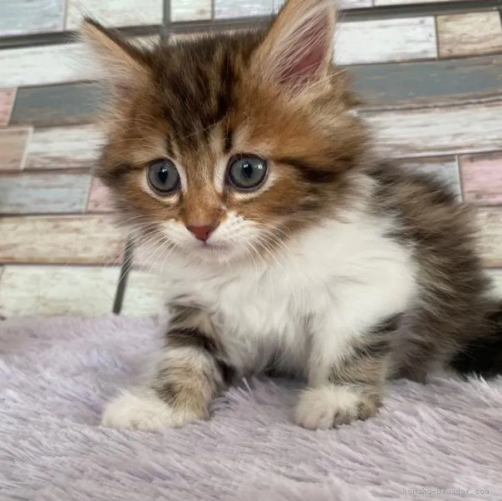 ID：2207-00558の子猫