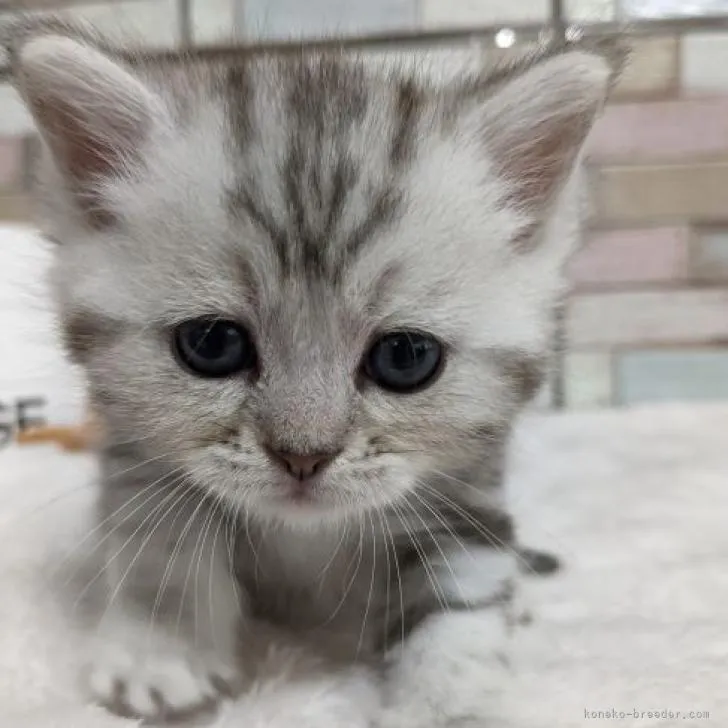 ID:2210-02373の子猫