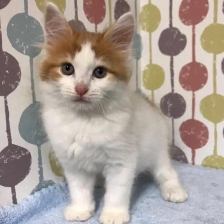 ID：2210-00502の子猫
