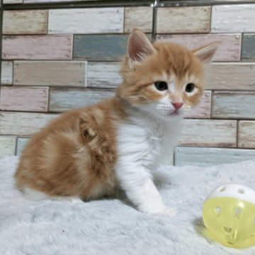 メインクーン【宮城県・男の子・2023年3月15日・レッドタビー&ホワイト】の写真「端正なお顔立ち💛人気の凛々しいメインクーン男の子💛」