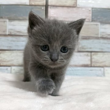 マンチカン(長足)【宮城県・女の子・2024年5月12日・ブルータビー】の写真「成長が楽しみ💕ブルータビーの美人な女の子🥰」