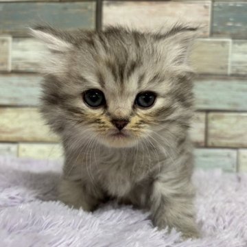 ミヌエット(長足)【宮城県・女の子・2024年9月17日・シルバータビー（ロング）】の写真「❤️キュートなお目目✨癒しの女の子✨❤️」