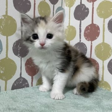 メインクーン【宮城県・女の子・2023年2月10日・ダイリュートキャリコ】の写真「お目目が可愛い柔らかい印象の毛色💕女の子💕」