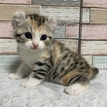 キンカロー【宮城県・女の子・2023年2月10日・シルバーパッチドタビー】の写真「💕お目目がぱっちりの女の子💕綺麗な毛色です♫」