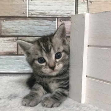 アメリカンショートヘア【宮城県・女の子・2023年7月8日・シルバータビー】の写真「💕お顔も動作もキュートな女の子💕」