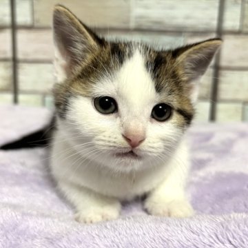 マンチカン(長足)【宮城県・男の子・2024年10月24日・ブラウンタビー&ホワイト（ショート）】の写真「🥰まんまる癒し系のマンチカンの男の子💕」