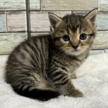 マンチカン(長足)【宮城県・女の子・2024年9月10日・ブラウンタビー（ショート）】の写真「❤️甘いお顔立ちの愛くるしいマンチカン女の子❤️」