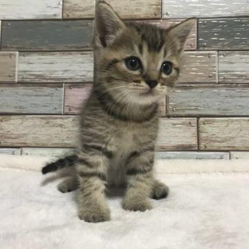 マンチカン(長足)【宮城県・男の子・2022年8月30日・ブラウンタビー】の写真「まんまるお目目💕マイペースな男の子🎶遊び大好き」