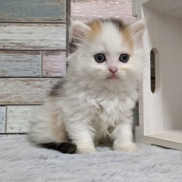 ミヌエット(長足)【宮城県・女の子・2023年6月17日・キャリコ】の写真「💕おっとりしたロングヘアの女の子💕」