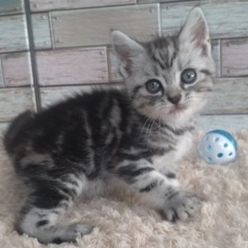 アメリカンショートヘア【宮城県・男の子・2023年8月30日・シルバータビー】の写真「⭐️まるまるなおめめが魅力的な男の子⭐️」