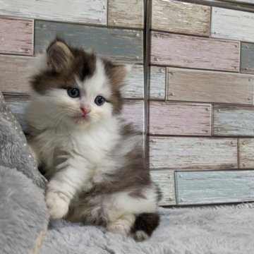 ミヌエット(長足)【宮城県・男の子・2023年6月9日・ブラウンタビー&ホワイト】の写真「まだまだあどけない姿が可愛いミヌエットの男の子🎶」