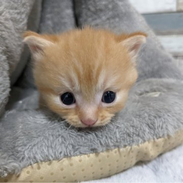 マンチカン(短足)【宮城県・男の子・2024年7月26日・レッドタビー】の写真「よちよち歩きの愛くるしい足短マンチカン💖」