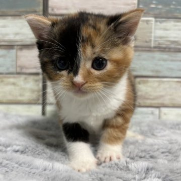 マンチカン(長足)【宮城県・女の子・2024年9月17日・キャリコ（ショート）】の写真「✨遊び大好き女の子💛一期一会💛」