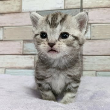 アメリカンショートヘア【宮城県・女の子・2023年12月2日・シルバータビー】の写真「よちよち歩く姿や鳴き声がとってもキュート💕」