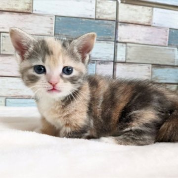 マンチカン(短足)【宮城県・女の子・2024年10月24日・ダイリュートキャリコ】の写真「淡い色が素敵な足短マンチカンの女の子💕」
