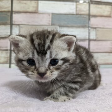 アメリカンショートヘア【宮城県・男の子・2023年12月9日・シルバータビー】の写真「優しいお顔のシルバータビーの男の子✨」
