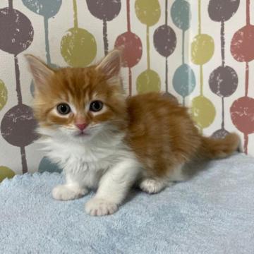 メインクーン【宮城県・女の子・2022年11月12日・レッドタビー&ホワイト】の写真「目が印象的💕綺麗なレッドタビーの美人な女の子💕」