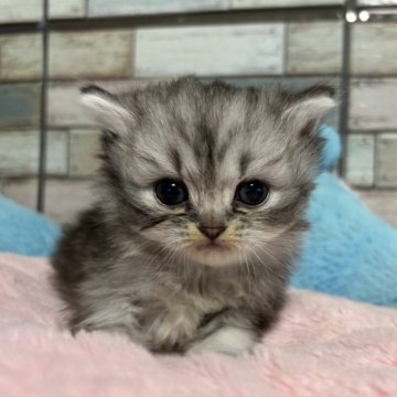 ミヌエット(長足)【宮城県・女の子・2024年9月17日・シルバーパッチドタビー（ロング）】の写真「✨目が綺麗😍釘付けになる女の子✨」