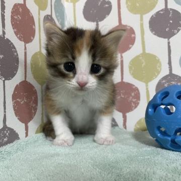 メインクーン【宮城県・女の子・2022年10月20日・キャリコ】の写真「💛つぶらな瞳の可愛い女の子💛色が鮮やかなキャリコ柄」