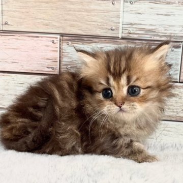 ミヌエット(長足)【宮城県・男の子・2024年10月21日・ブラウンタビー（ロング）】の写真「✨愛くるしいお顔立ちのロングの男の子🥰」