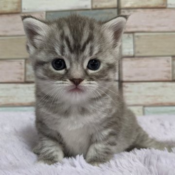 マンチカン(長足)【宮城県・女の子・2024年4月19日・ブルータビー&ホワイト】の写真「まん丸お顔の美人な女の子💖」