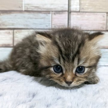 ミヌエット(長足)【宮城県・男の子・2023年7月22日・ブラウンタビー】の写真「🎶まん丸おめめとふわふわな毛並みの男の子🎶」