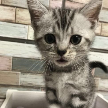 アメリカンショートヘア【宮城県・男の子・2022年8月7日・シルバータビー】の写真「💛甘えん坊マイペースな男の子💛甘いお顔の癒し系💕」