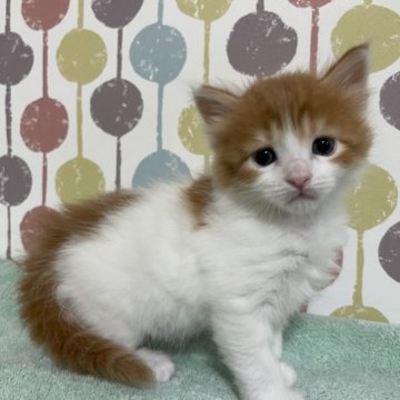 メインクーン【宮城県・女の子・2023年3月15日・レッドタビー&ホワイト】の写真「💛人気の毛色✨メインクーン甘えん坊女の子💛」