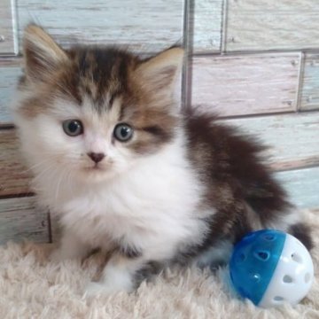 ミヌエット(長足)【宮城県・女の子・2023年9月15日・ブラウンタビー&ホワイト】の写真「まんまるホワホワ💕おっとりマイペースな女の子💕」