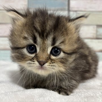 ミヌエット(長足)【宮城県・女の子・2024年10月21日・ブラウンタビー（ロング）】の写真「甘いお顔とうるうるお目目✨甘え上手女の子💛」