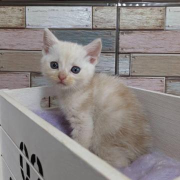 アメリカンショートヘア【宮城県・男の子・2022年8月7日・クリームタビー】の写真「💕毛色とお顔立ちが柔らかい印象のイケメン男子💕」