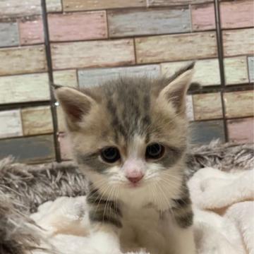 マンチカン(長足)【宮城県・男の子・2022年5月12日・ブルータビー&ホワイト】の写真「まるまる顔のハンサムな男の子✨」