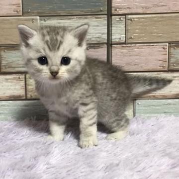 マンチカン(長足)【宮城県・女の子・2022年9月30日・シルバータビー】の写真「たまらなく可愛いお顔立ち💛ふわふわ触り心地柔らか💕」