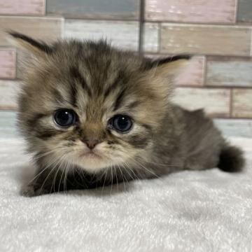 ミヌエット(長足)【宮城県・男の子・2022年11月23日・ブラウンタビー】の写真「あどけない可愛らしさ💕癒し系の男の子💕」