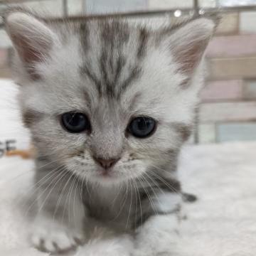 マンチカン(長足)【宮城県・男の子・2022年9月21日・シルバータビー】の写真「フワッとした毛質の甘えん坊な男の子🎵」