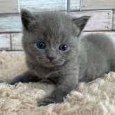 ブリティッシュショートヘア