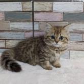ペルシャ