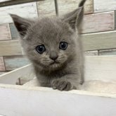 ブリティッシュショートヘア