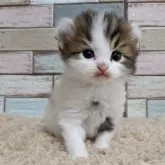 アメリカンカール【宮城県・男の子・2023年10月28日・ブラウンタビー&ホワイト】の写真1