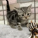 アメリカンショートヘア【宮城県・男の子・2023年2月25日・シルバータビー】の写真1